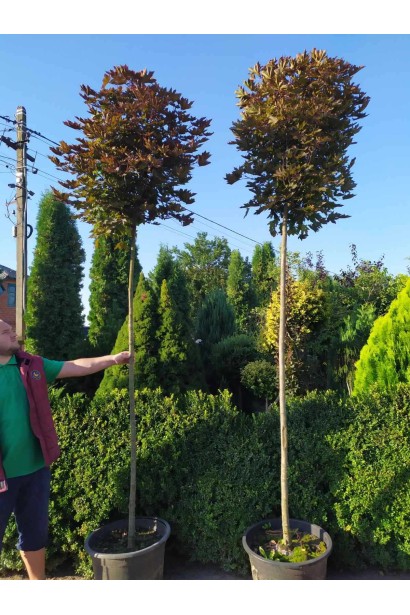 Клен гостролистий Крімсон Сентрі - конт/вис.240-260см/Ø50-60см/ШТАМБ 160-210см/обхват 8-10см